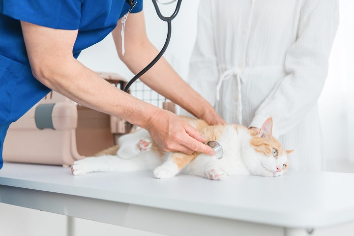 丁寧な診察を受けている猫の写真