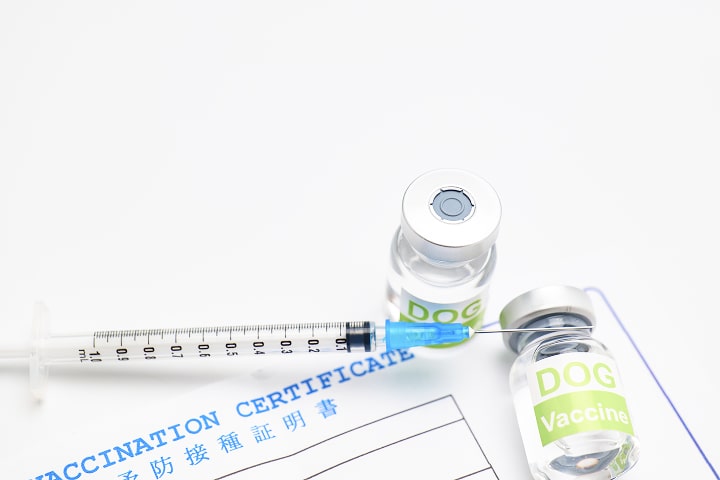 注射器やワクチンの容器の写真