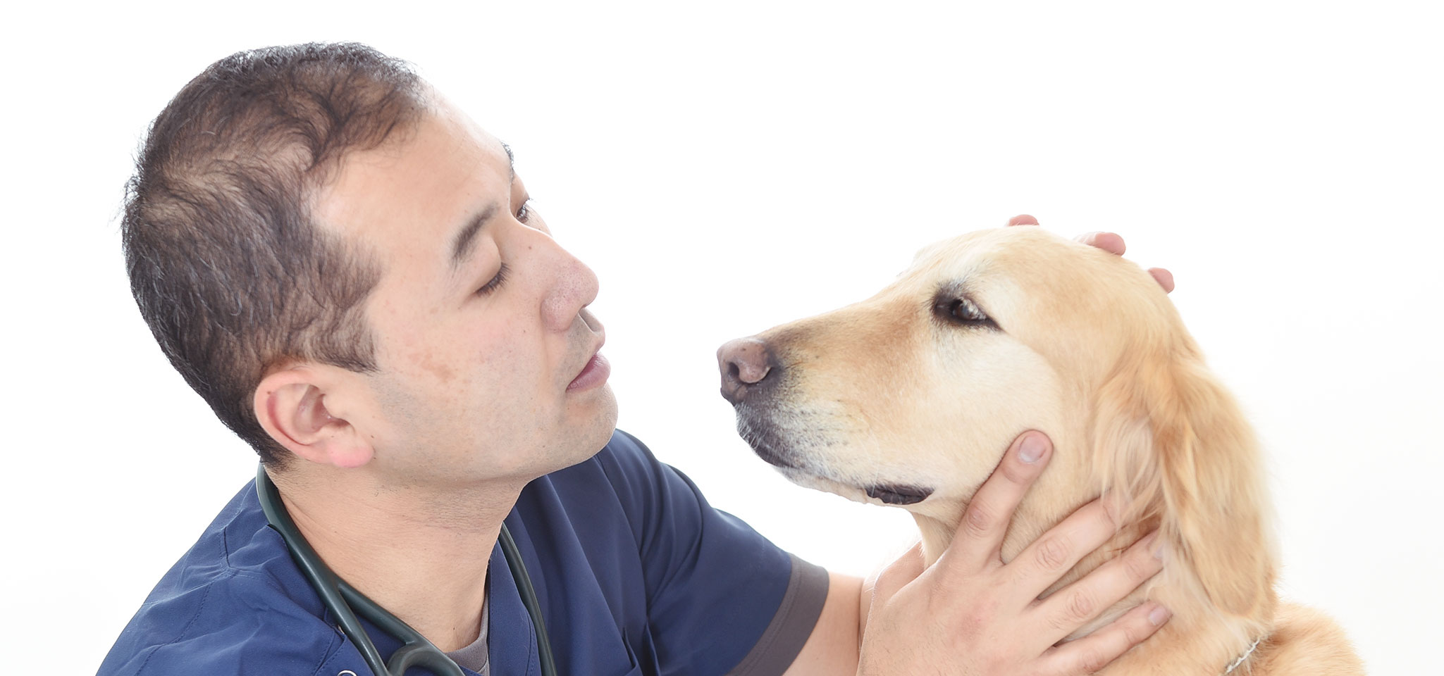 おおたけ動物病院院長の診察